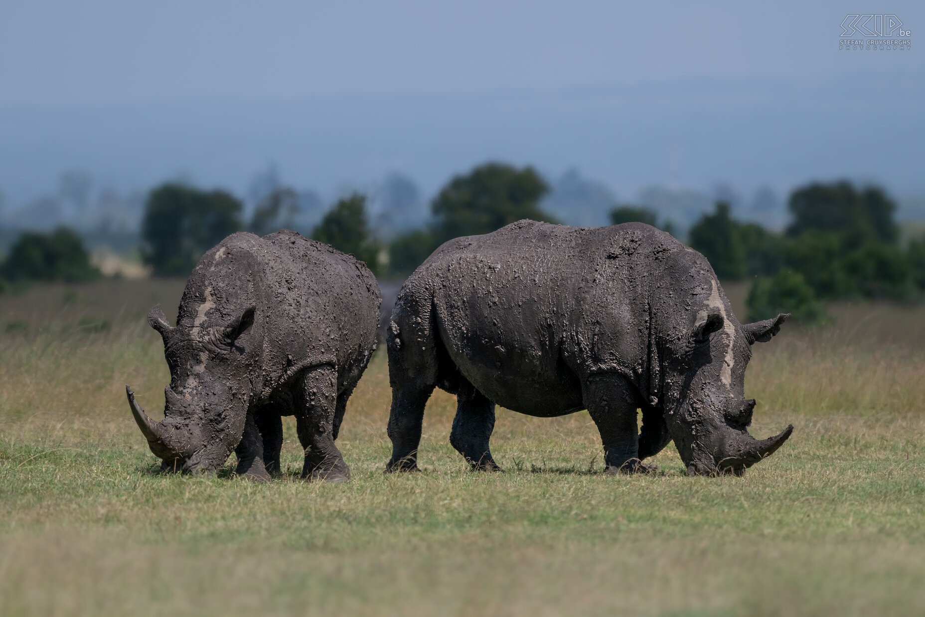 Ol Pejeta - Zuidelijke witte neushoorns In de jaren 70 en 80 waren neushoorns met uitsterven bedreigd door stroperij maar ondertussen worden ze beter beschermd en neemt hun aantal terug toe. Ol Pejeta is een privépark waar neushoorns zeer goed beschermd worden. Het zijn prachtige imposante dieren die tot 3000kg kunnen wegen. Stefan Cruysberghs